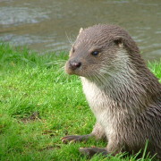 The Otters and the Wolf