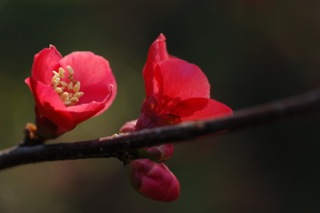 The Red-Bud Tree