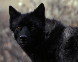 The Boy Who Cried Wolf (Step 1)