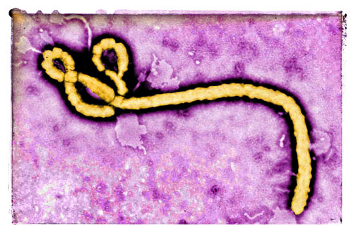 Spreading Deadly Ebola
