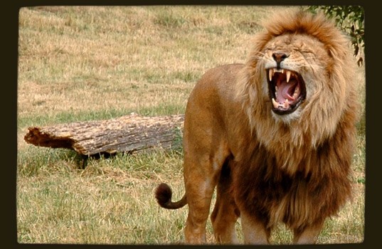 The Lion in Bad Company