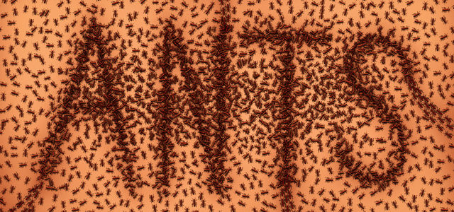 ANTs in your Brain
