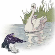 A Raven and A Swan (Milo Winter)