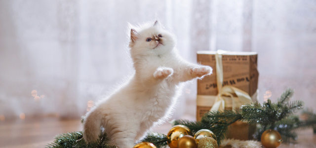 A Christmas Cat